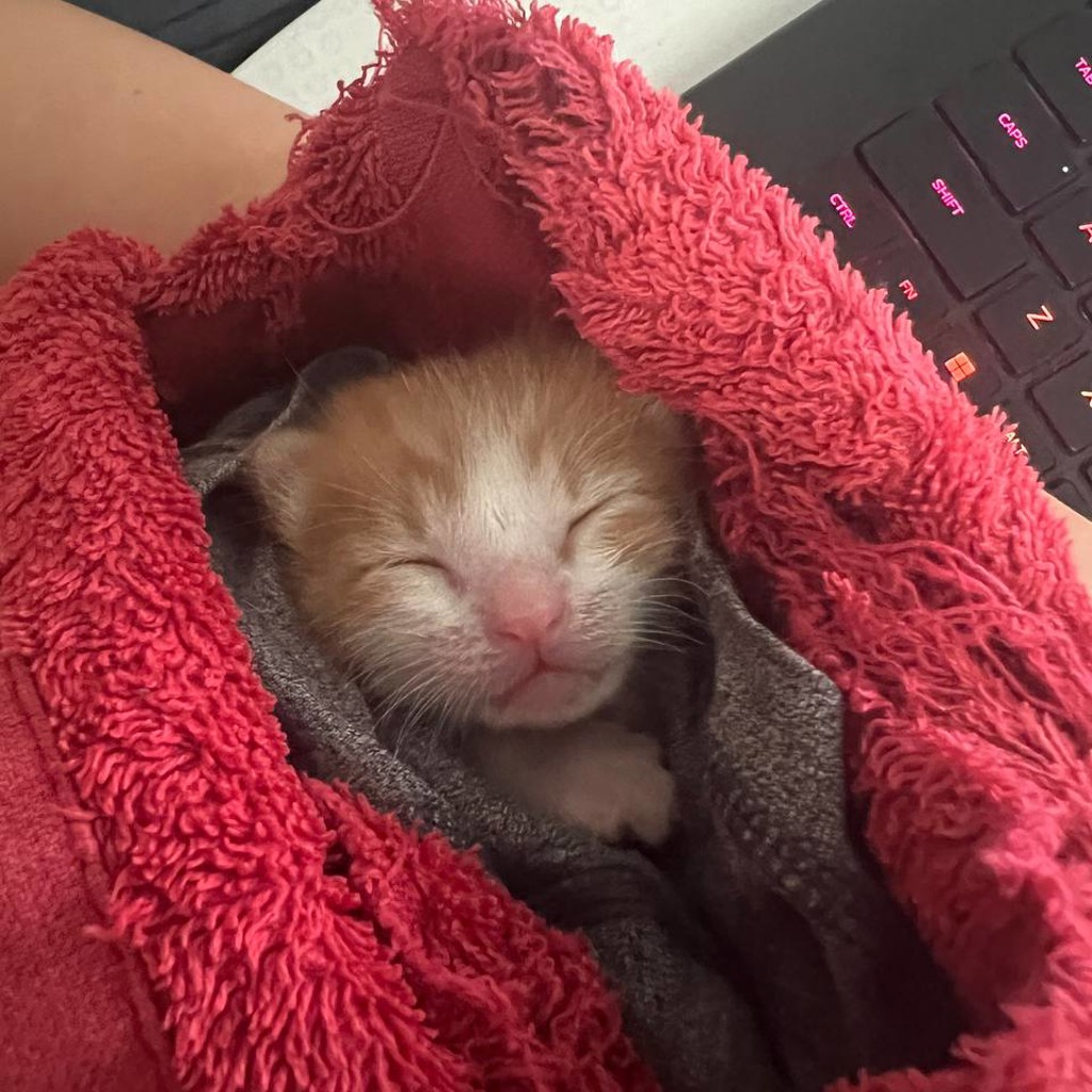 Котенок