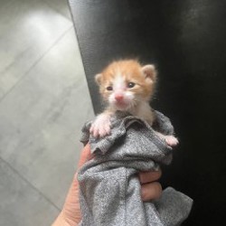Котенок - фото 2