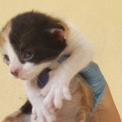 Котята - фото 2