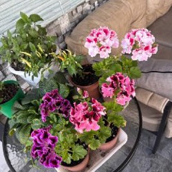 Махровые пеларгонии - фото 2