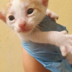 Котёнок серо-белый - фото 2