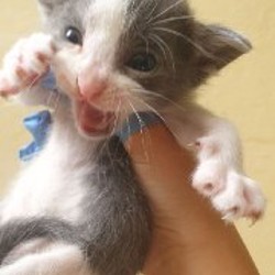 Котёнок серо-белый - фото 3