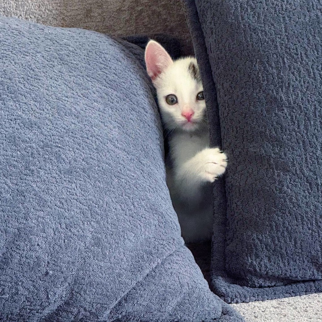 Котик