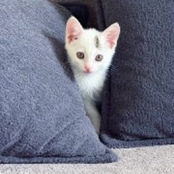 Котик - фото 2