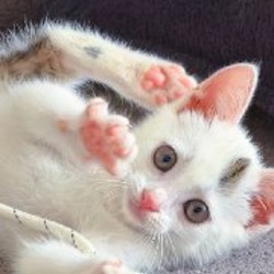 Котик - фото 3