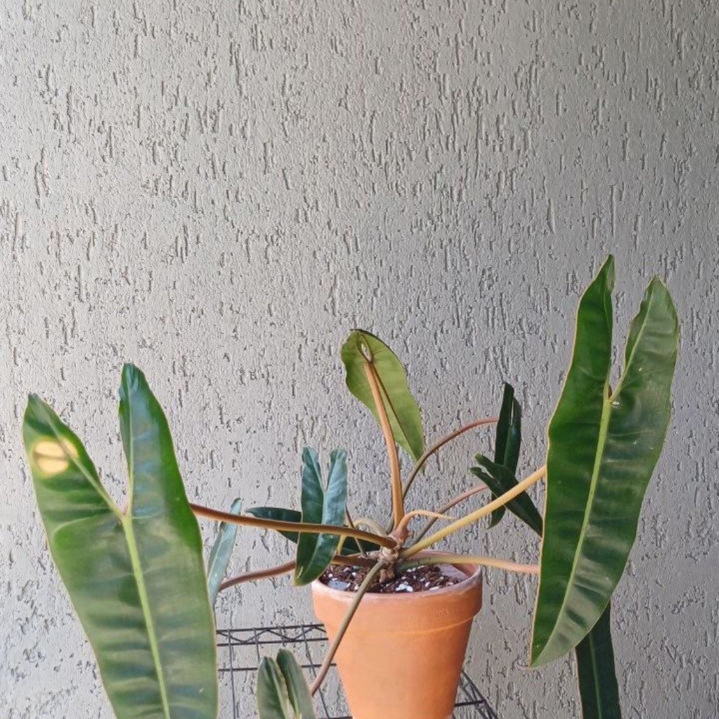 Philodendron billietiae