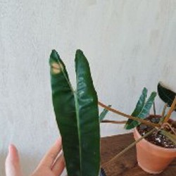 Philodendron billietiae - фото 2