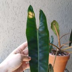 Philodendron billietiae - фото 3