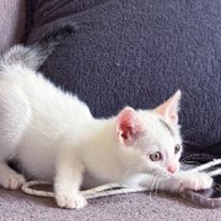 Котик Горбачев - фото 2