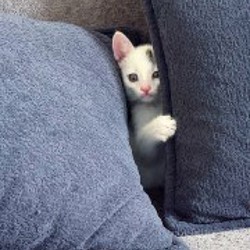 Котик Горбачев - фото 3