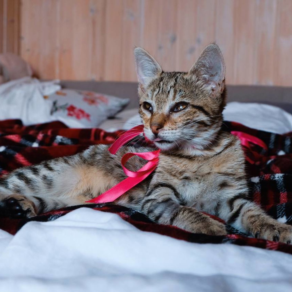 Котенок (девочка)