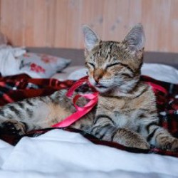 Котенок (девочка) - фото 2