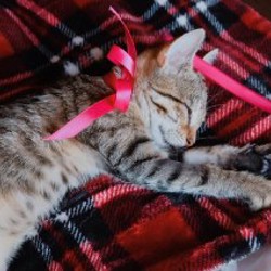 Котенок (девочка) - фото 3