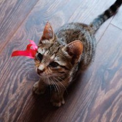 Котенок (девочка) - фото 4