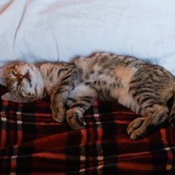 Котенок (девочка) - фото 5