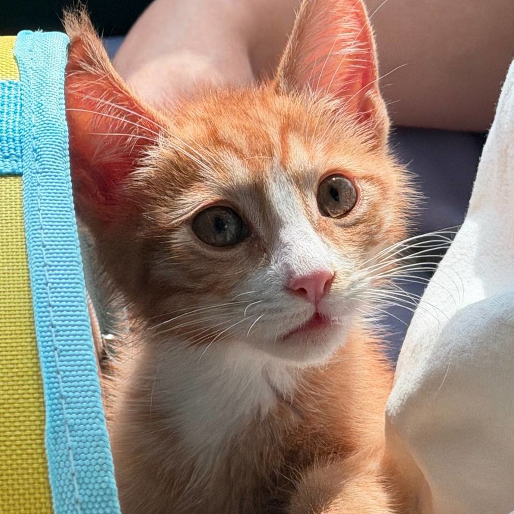 Котенок