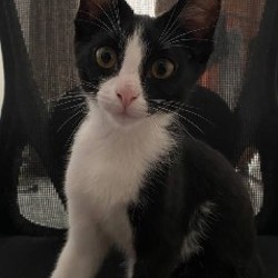Котята - фото 2
