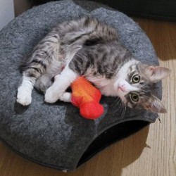 Кошка Белка-Белла - фото 3