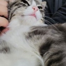 Кошка Белка-Белла - фото 5