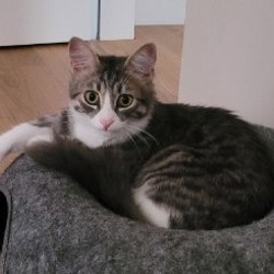Кошка Белка-Белла - фото 9