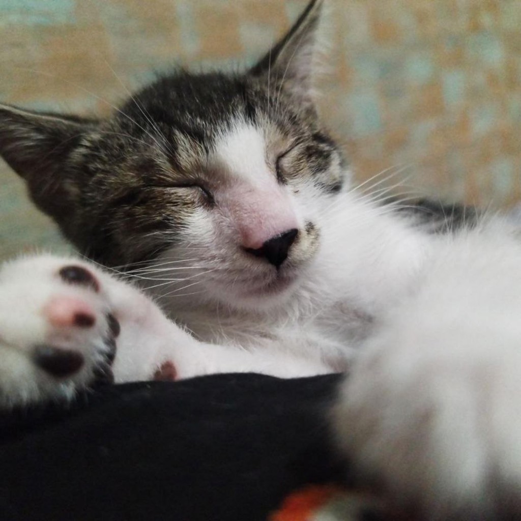 Ласковый котик