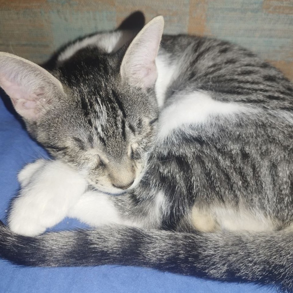 Кошечка