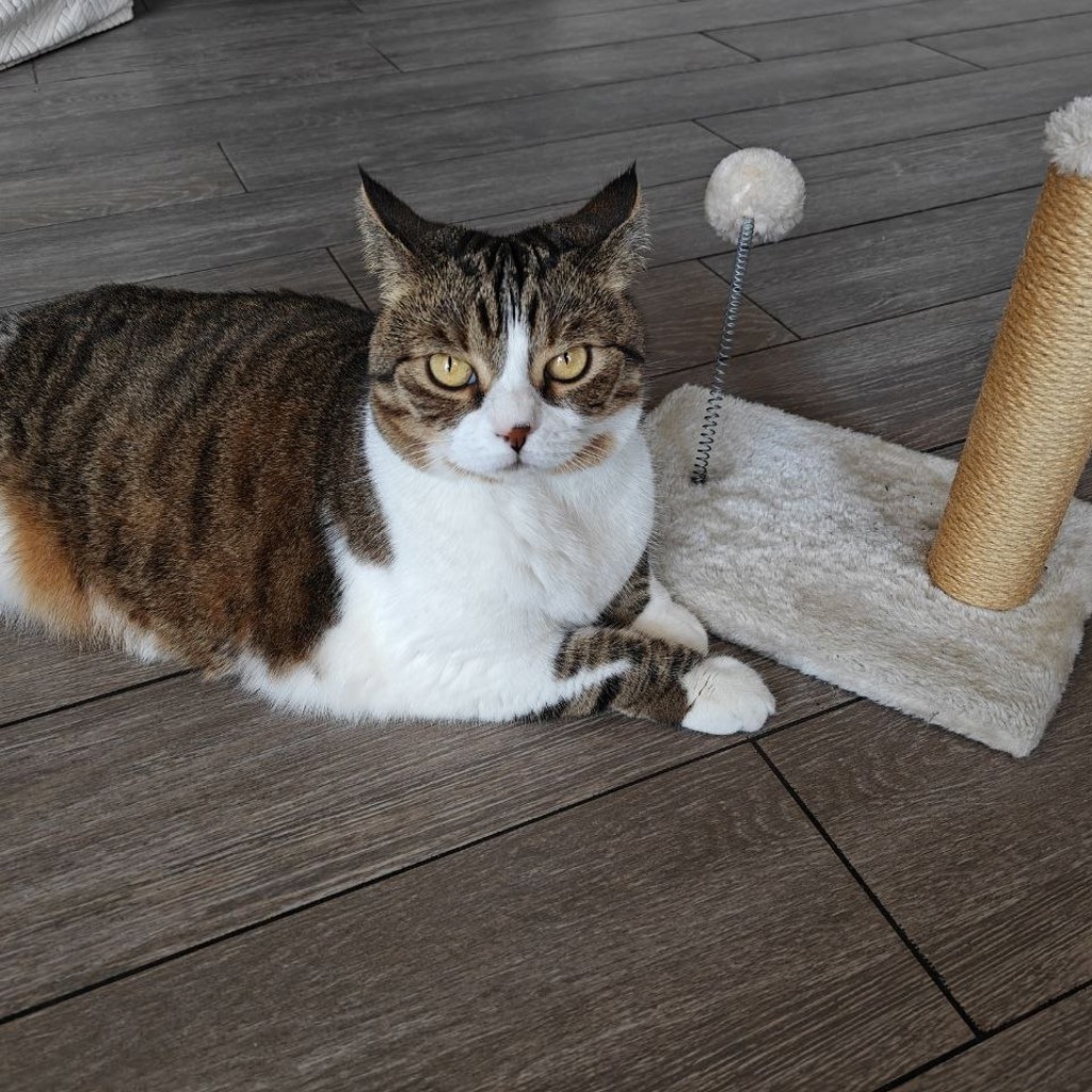 Когтеточка для котят
