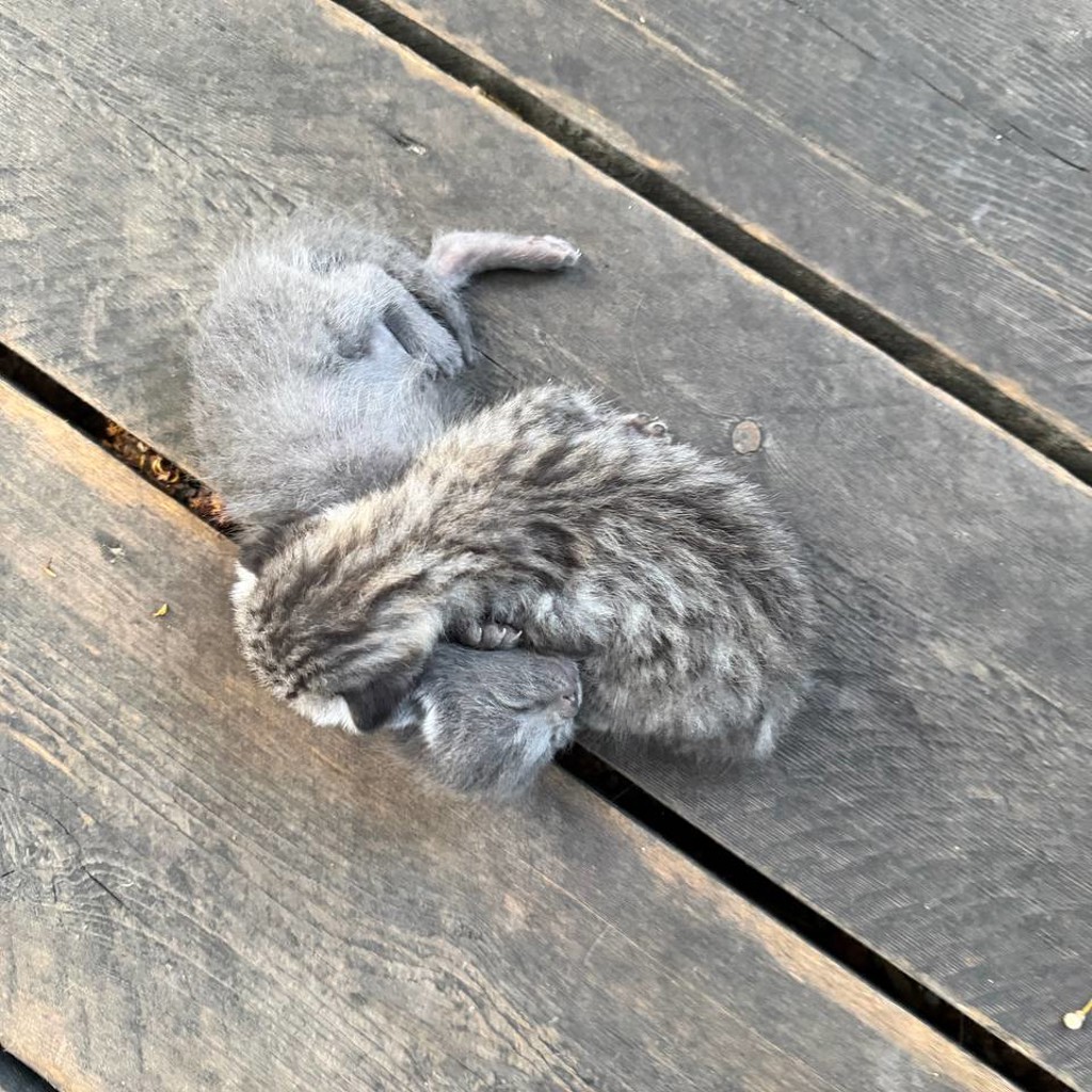 Котята
