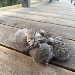 Котята - фото 2
