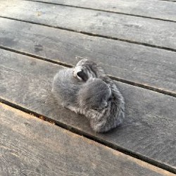 Котята - фото 3