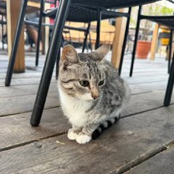 Котята - фото 4