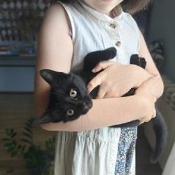 Котёнок - фото 2