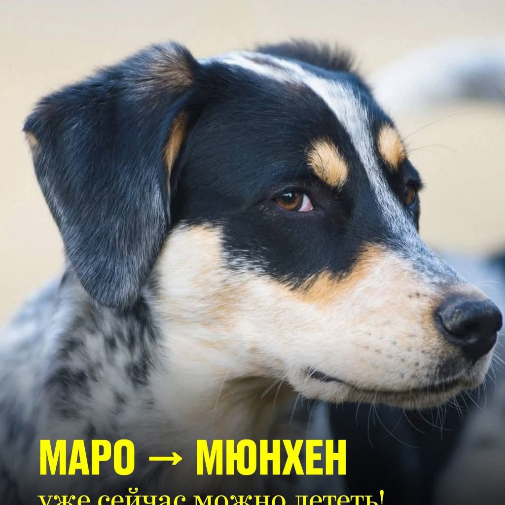 Собака Маро