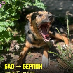Собака Маро - фото 2