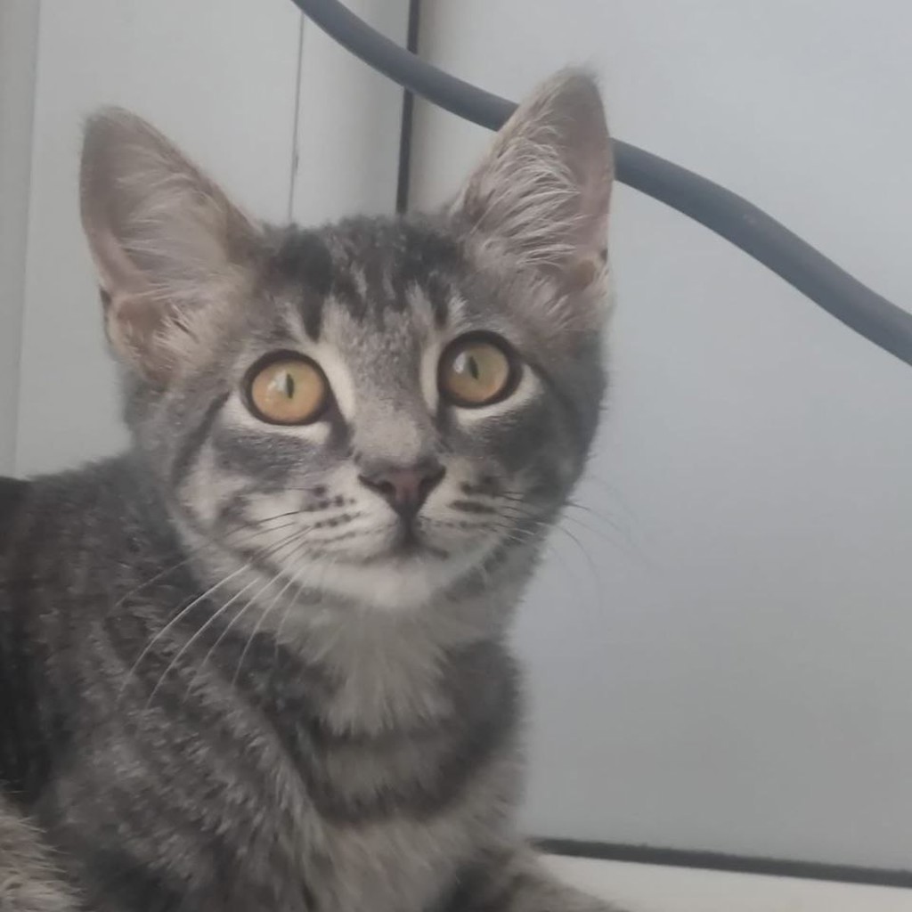 Кот мальчик