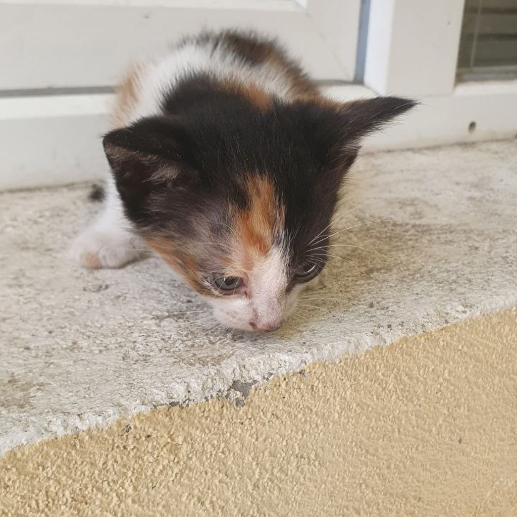 Котёнок мальчик