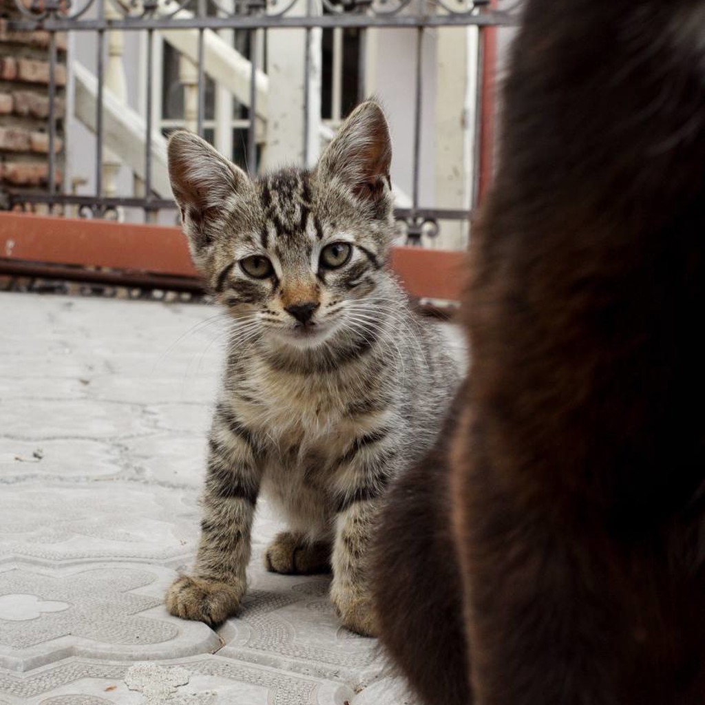 Котенок