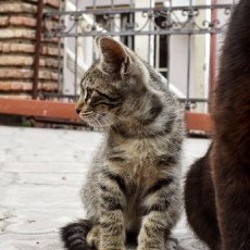 Котенок - фото 2