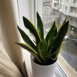 Сансевиерия - фото 3