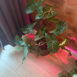 Растение 9 - фото 2