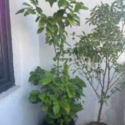 Растение 5 - фото 2