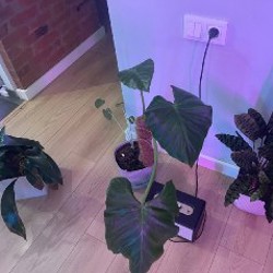 Растение 5 - фото 8