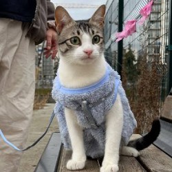 Костюм для кота/небольшой собаки - фото 1
