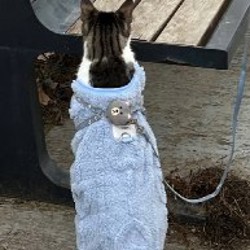 Костюм для кота/небольшой собаки - фото 2