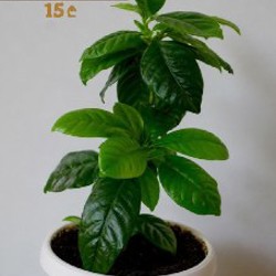 Цветы - фото 2