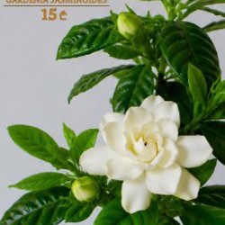 Цветы - фото 3