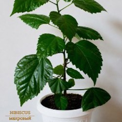 Цветы - фото 4