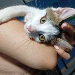 Котята Сули и Илви - фото 2