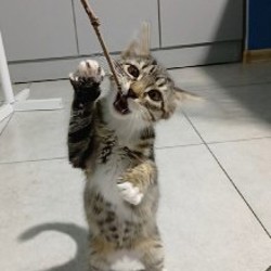 Котята Сули и Илви - фото 3