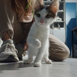 Котята Сули и Илви - фото 4